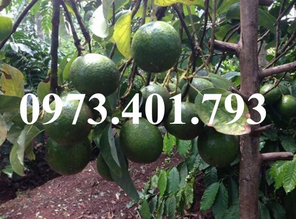 Địa chỉ cung cấp cây giống bơ booth7